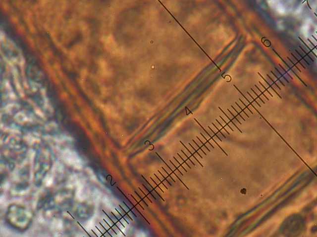 scodellina arancione e pelosa